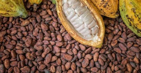 Delaying To Release Seed Funds For Purchase Of Cocoa Unprecedented In ...