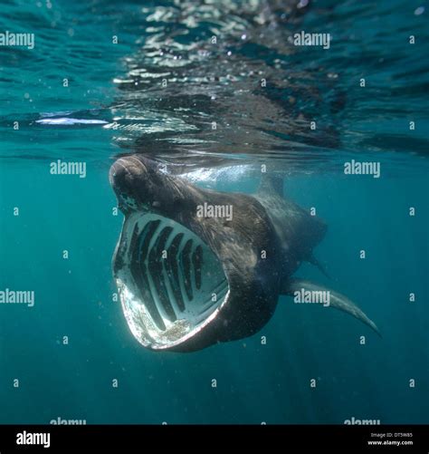 Basking shark mouth hi-res stock photography and images - Alamy