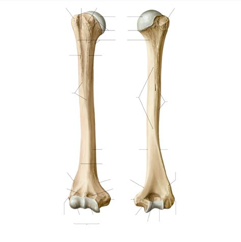 Humerus Posterior View