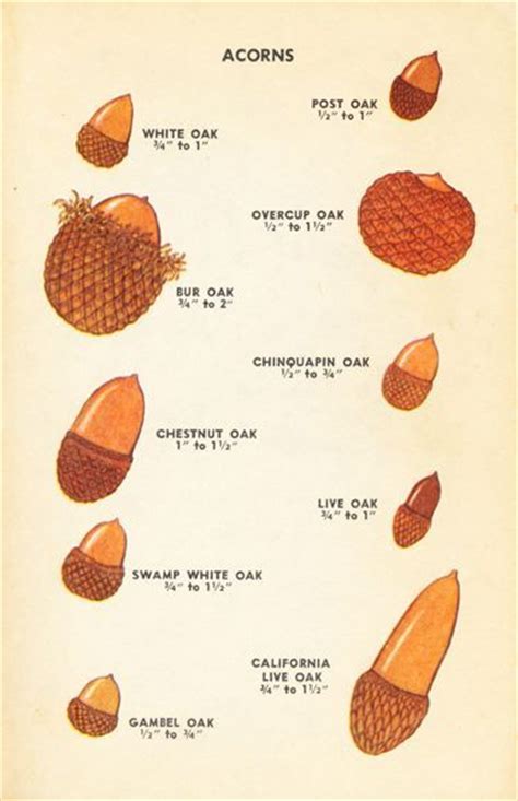 (375×580) | Tree identification, Acorn, Acorn crafts