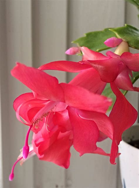 Why Won't My Christmas Cactus Bloom? (and What to Do About It) | Shifting Roots