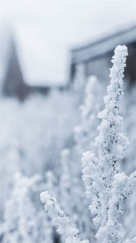 Snow White Winter Flower iPhone 6 Wallpaper Download | iPhone ...