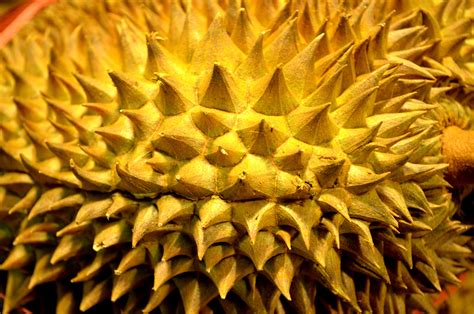 Durian Fruit Free Stock Photo - Public Domain Pictures