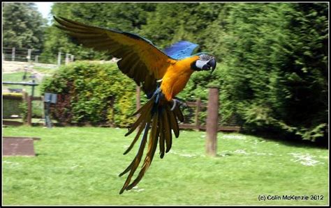 Birdworld (Farnham) - 2018 All You Need to Know Before You Go (with Photos) - TripAdvisor