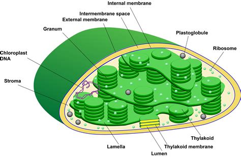 Explain Different Types of Plastids Their Pigments and Functions