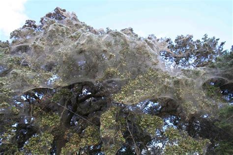 Giant Spider Web ~ Texas | Rare giant spider web in Wind Poi… | Flickr