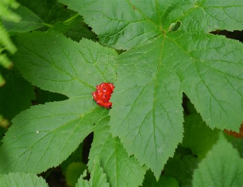 Goldenseal | Identify that Plant