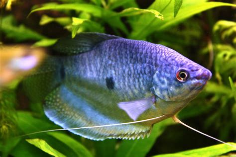 Poisson d’eau douce : le Gourami bleu (Trichogaster trichopterus) | animOgen