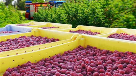 Red Raspberry Harvesting and Processing - Red Raspberry Cultivation Technology - Raspberry ...