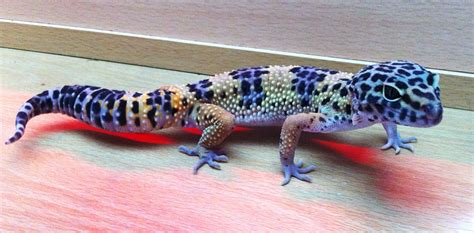 NE England Male Leopard Gecko For Sale Northumberland £80 inc viv - Reptile Forums