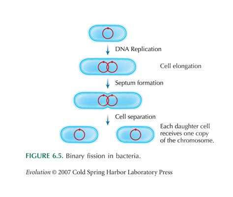 Knowledge Class: Amitotic Cell Division in Prokaryotes