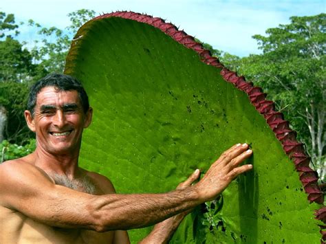 Victoria Amazonica