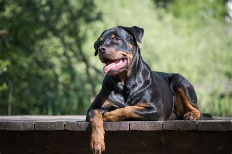 American Rottweiler Vs German Rottweiler: Are They Different?