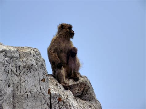 Gibraltar monkey - Kivi Photo - Bank of photos CC0