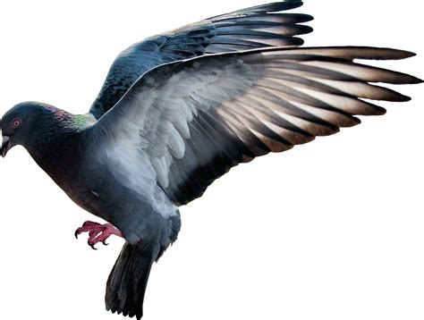 Pigeon PNG transparent image download, size: 2383x1800px