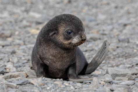 🔥 Antarctic fur seal pup (credit: Linda Martin) : r/NatureIsFuckingLit