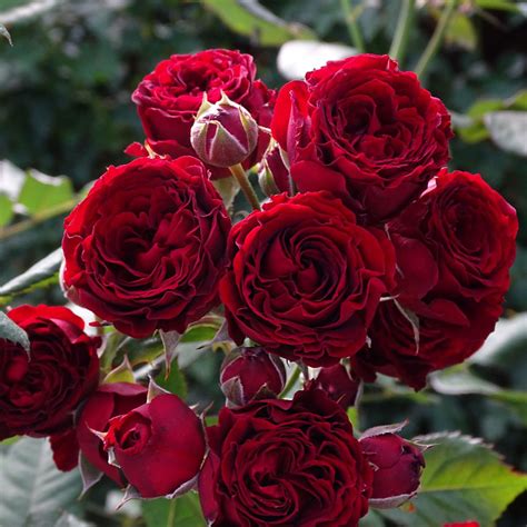 The 11 Best Roses in Passion Red Color - Article onThursd