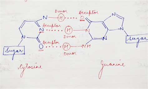 [Solved] Draw the chemical structure of a G/C base pair, and an A/T ...