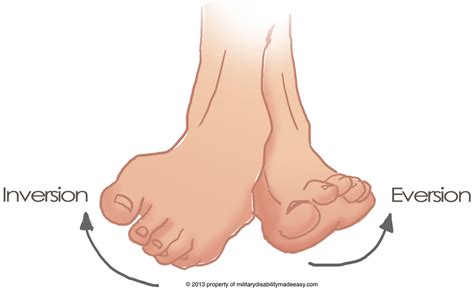 Foot Eversion Muscles - Viewing Gallery