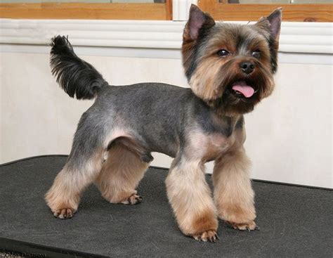 Male Yorkie Poo Haircuts Styles Pictures - Draw-metro