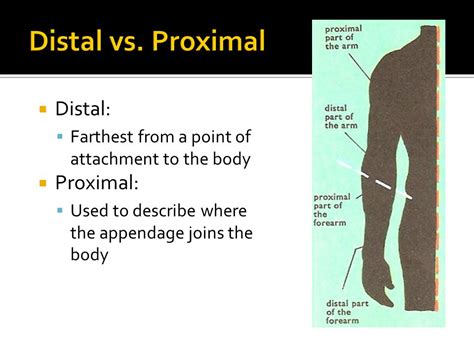 Proximal Vs Distal Examples