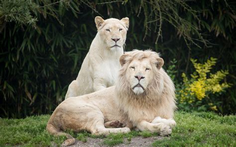 White lions wallpaper | animals | Wallpaper Better