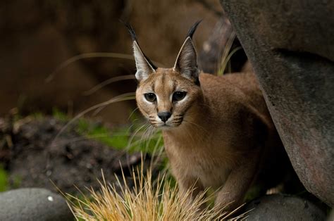 Download Animal Caracal 4k Ultra HD Wallpaper