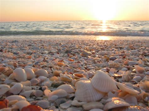 40 Photos of Sanibel Island, Florida: Thousands of Exotic Shells Line the Beach | BOOMSbeat