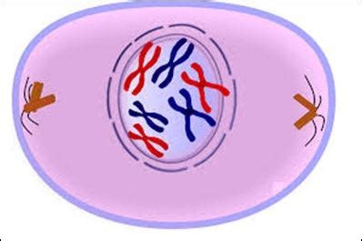 Mitosis- Process and Different Stages of Mitosis in Cell Division