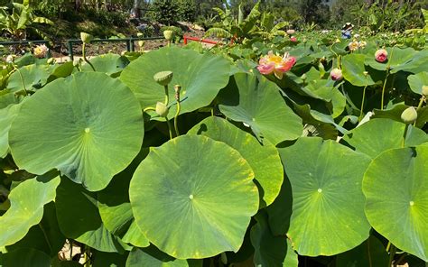 Researchers develop bioplastic based on lotus leaf