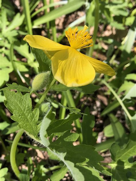 Wisconsin Wildflower | Celandine Poppy | Stylophorum diphyllum