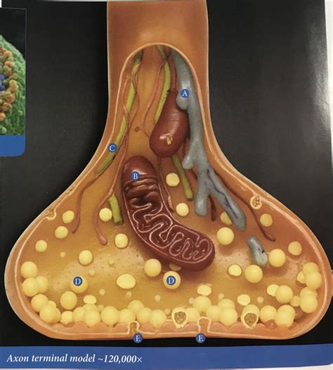 axon terminal model Diagram | Quizlet