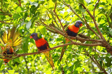 The Greatest of These is LOVE: Wild Bird Wednesday: Rainbow Lorikeet