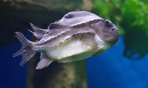 Lumpfish - A-Z Animals