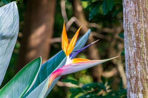 Bird of Paradise Flower (Strelitzia): Types, How to Grow and Care ...