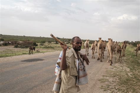 Milk, meat and might: in Somalia, 'the camel is king'