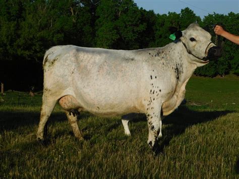 British White Cattle for Sale | Rolling Hills Cattle Co. | British ...