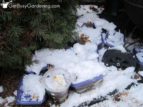 Winter Sowing Containers: What Works & What Doesn’t - Get Busy Gardening