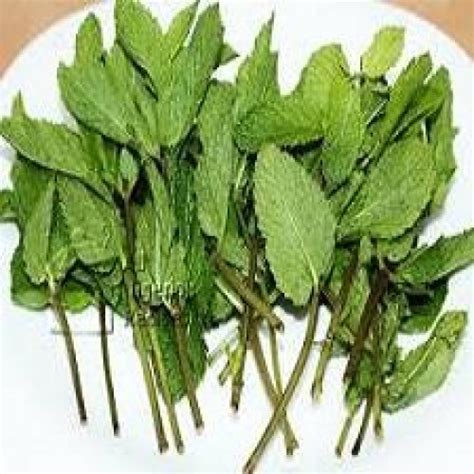 Scent leaf, scent leaves, ewedu, effrin, ugwu, bitter leaf, tete, waterleaf, soup