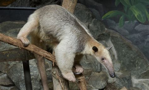 Southern tamandua | Smithsonian's National Zoo and Conservation Biology ...