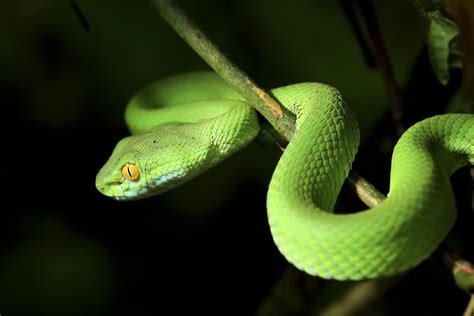 Snakes used to have arms and legs – until these mutations - CBS News