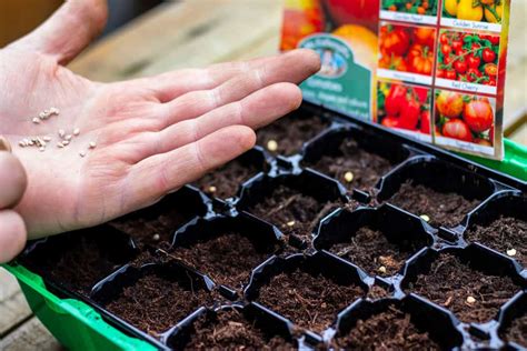 Planting Tomato Seeds: Everything You Need To Know - Tomato Bible