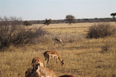 Khama Rhino Sanctuary - Flying Solo