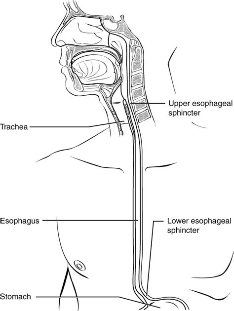 Gastroesophageal Reflux Disease - Physiopedia