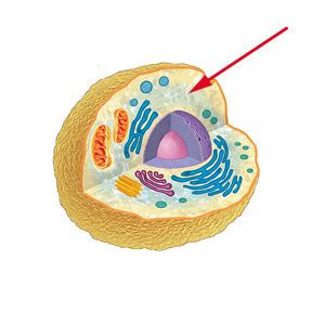 Quiz: cytoplasm Flashcards | Quizlet