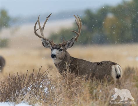 Wild Colorado - Fascination Wildlife