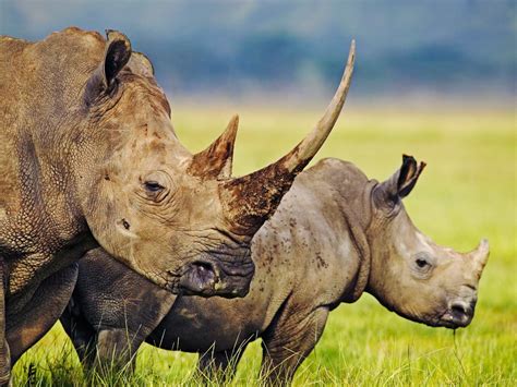 Rhino wallpapers | Fun Animals Wiki, Videos, Pictures, Stories