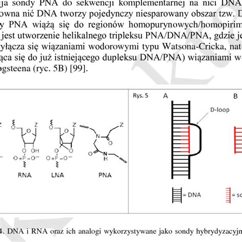 DNA, RNA and their analogues used as hybridization probes.... | Download Scientific Diagram