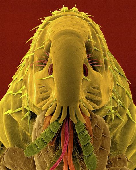 Fleas Under A Microscope