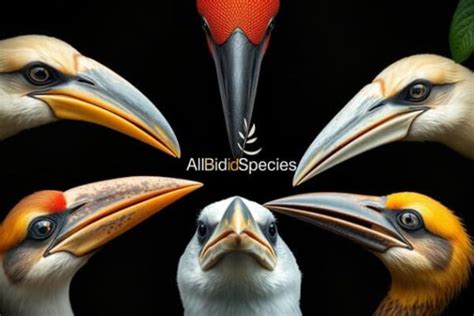 different bird beak types all birds beak types Archives - All Bird Species